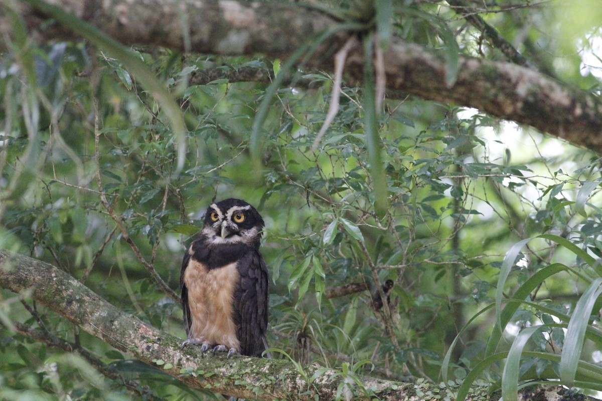 Spectacled Owl - ML641675063