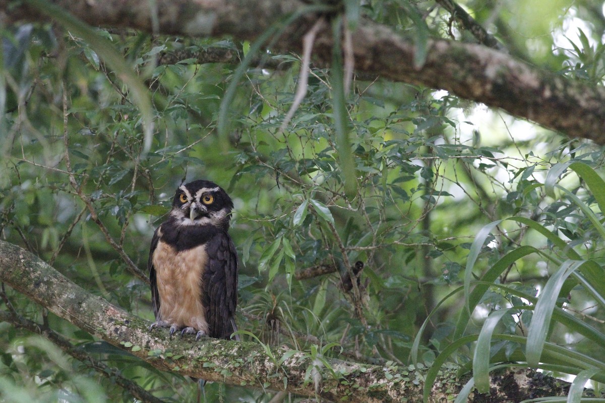 Spectacled Owl - ML641675064