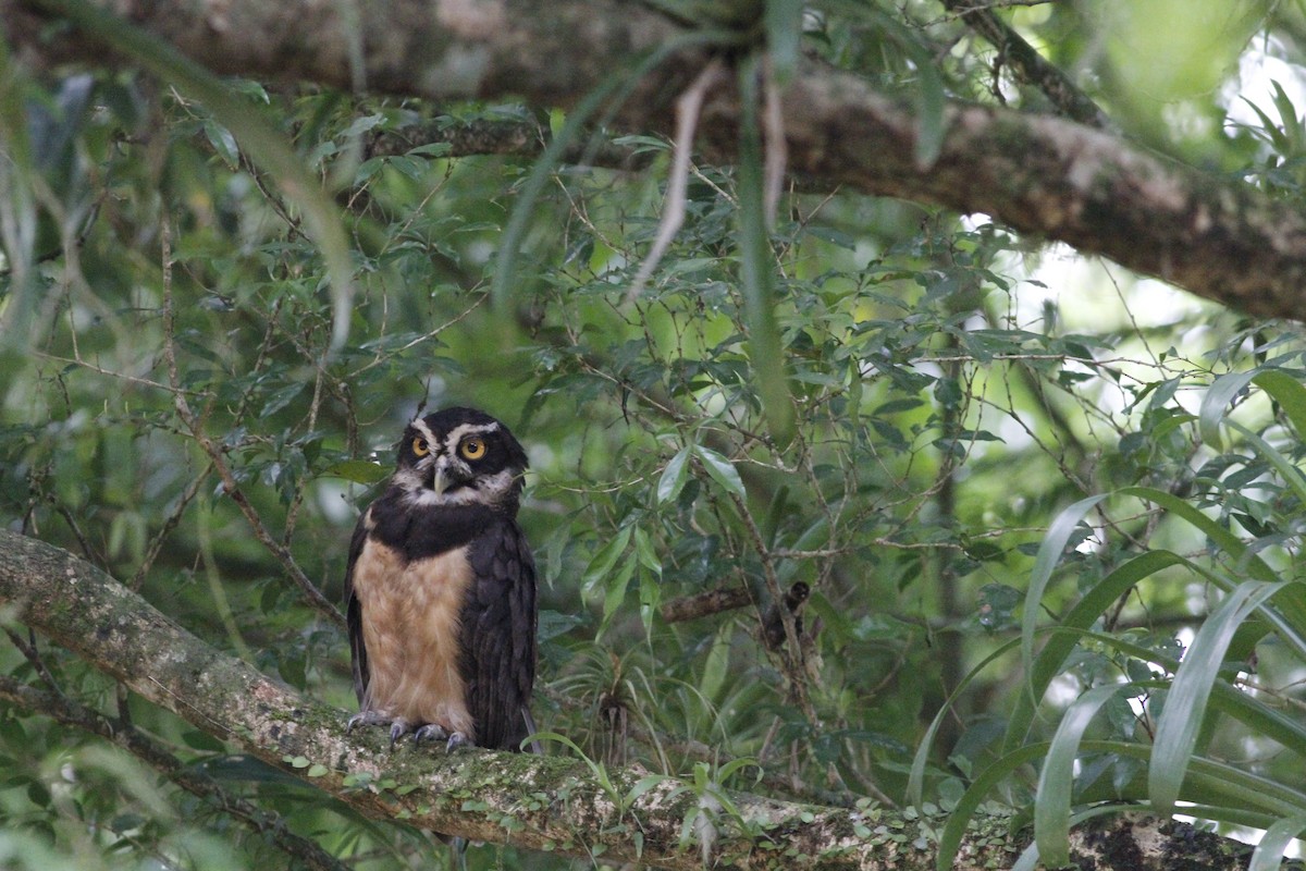 Spectacled Owl - ML641675065