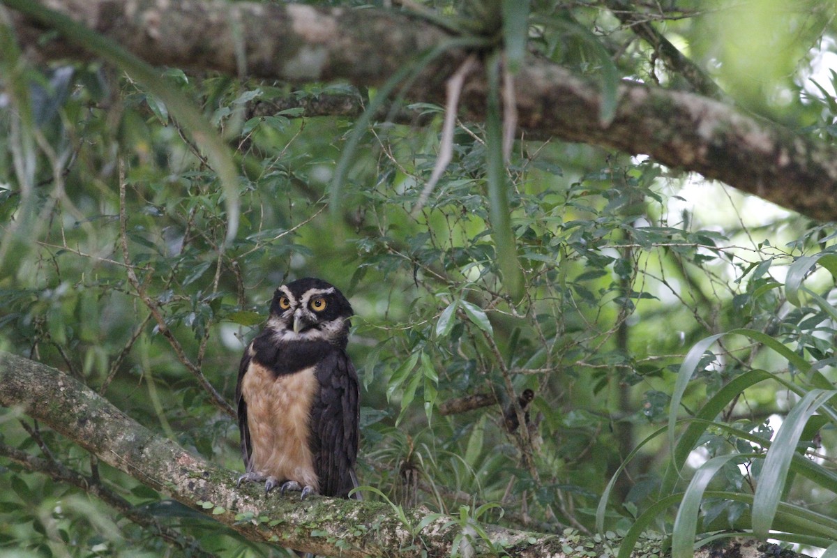 Spectacled Owl - ML641675066