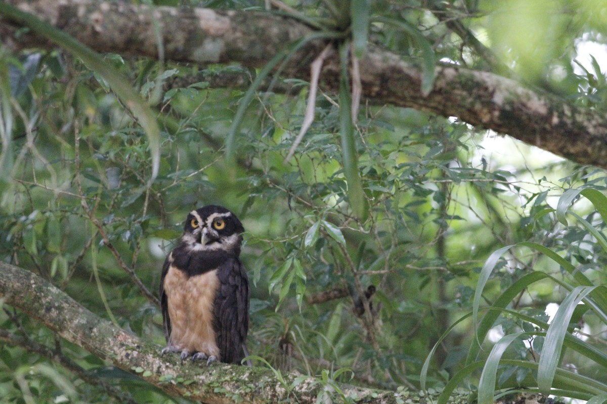 Spectacled Owl - ML641675067