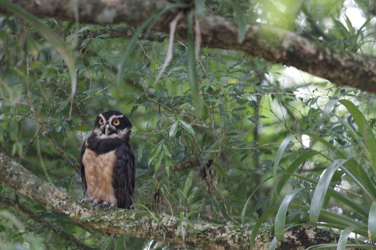 Spectacled Owl - ML641675070
