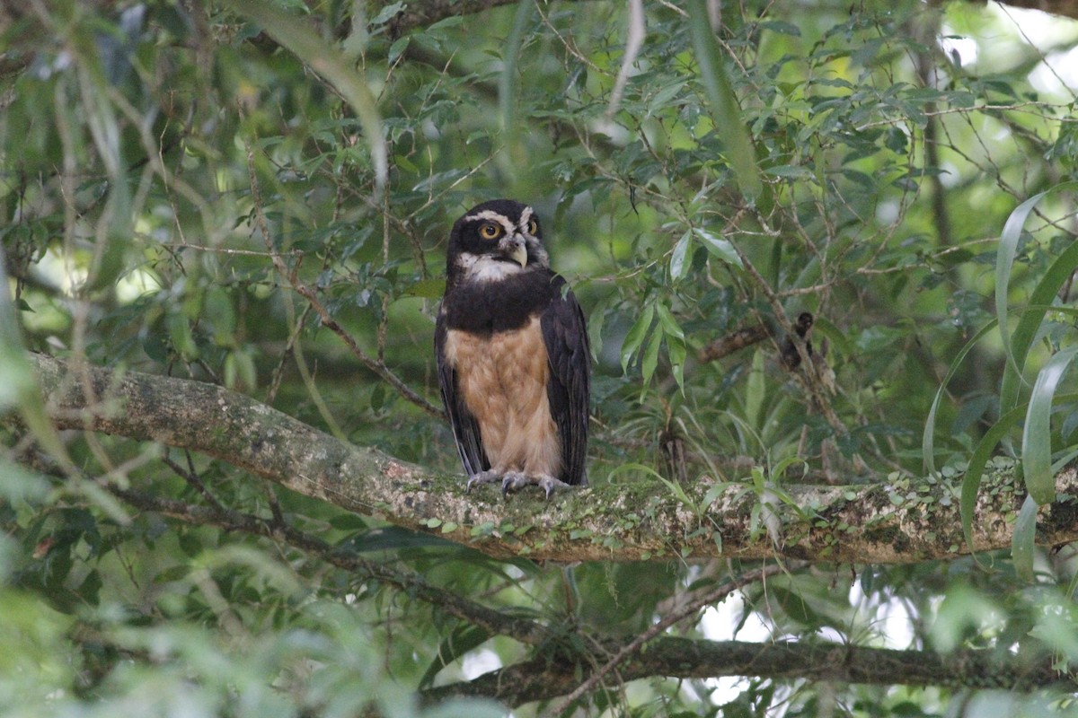 Spectacled Owl - ML641675072