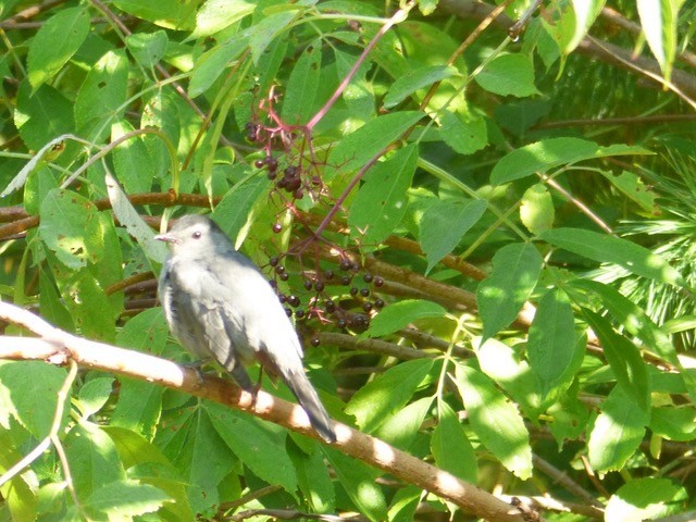 Katzenspottdrossel - ML641675150