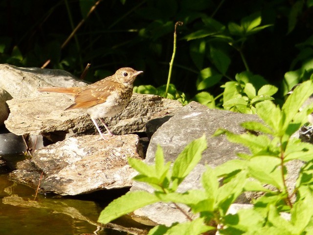 Einsiedler-Musendrossel - ML641675153