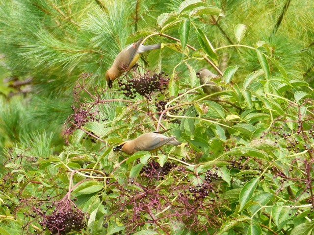 Zedernseidenschwanz - ML641675166