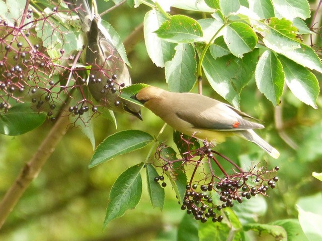 Zedernseidenschwanz - ML641675167