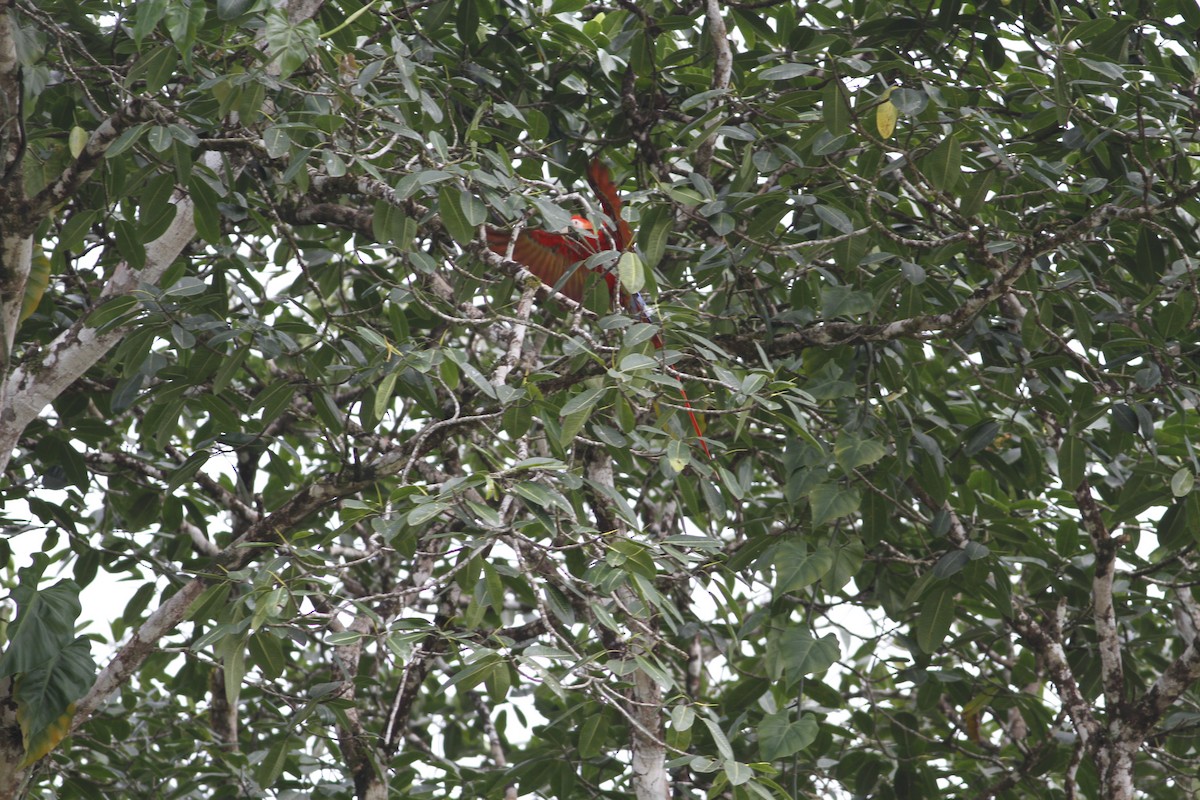 Scarlet Macaw - ML641675214
