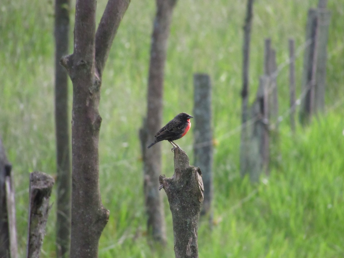 Red-breasted Meadowlark - ML641675215