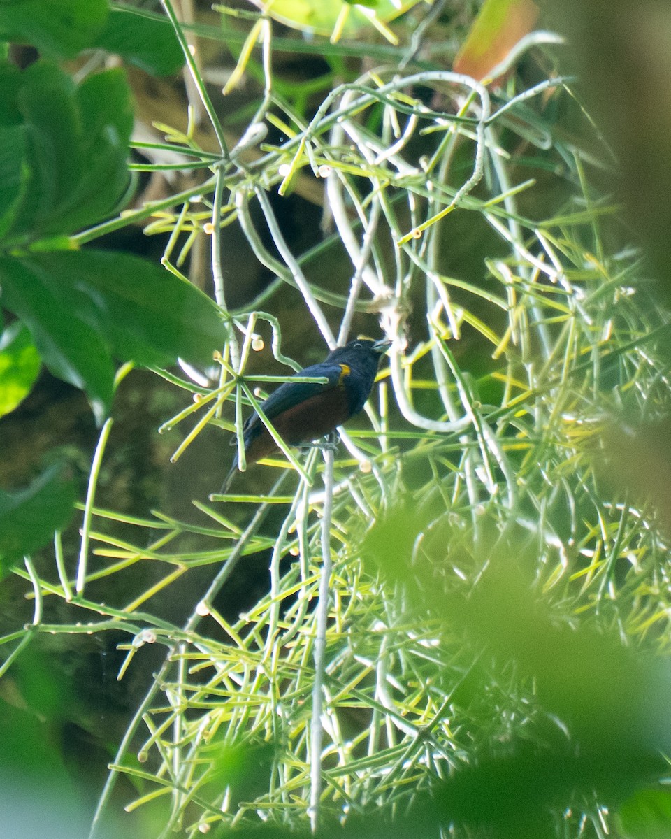 Chestnut-bellied Euphonia - ML641675235