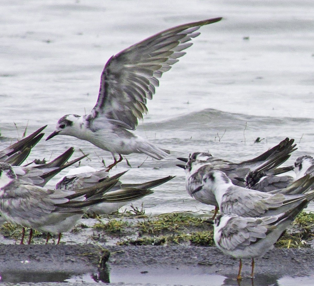 White-winged Tern - ML641675362
