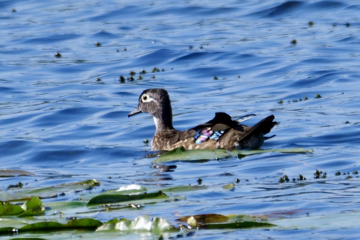 Canard branchu - ML641675405