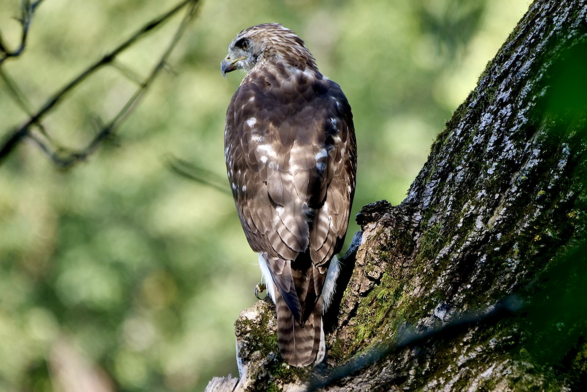 Buse à queue rousse - ML641675416