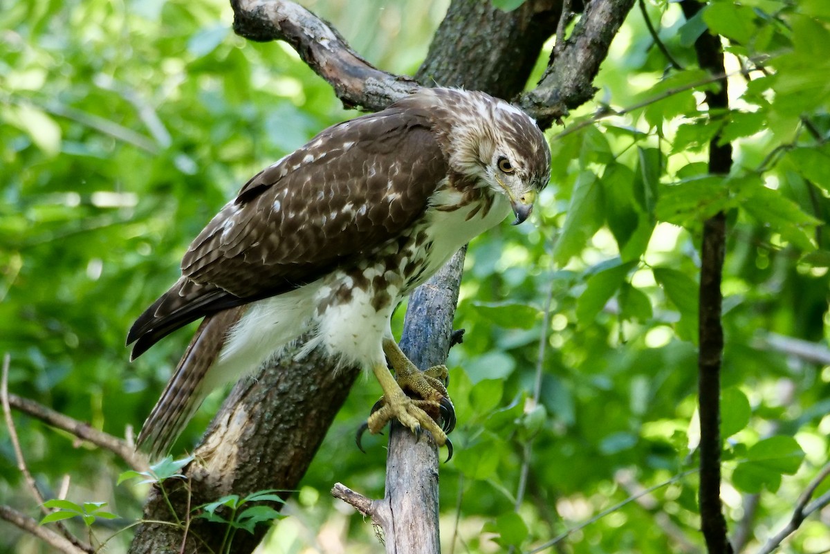 Buse à queue rousse - ML641675417