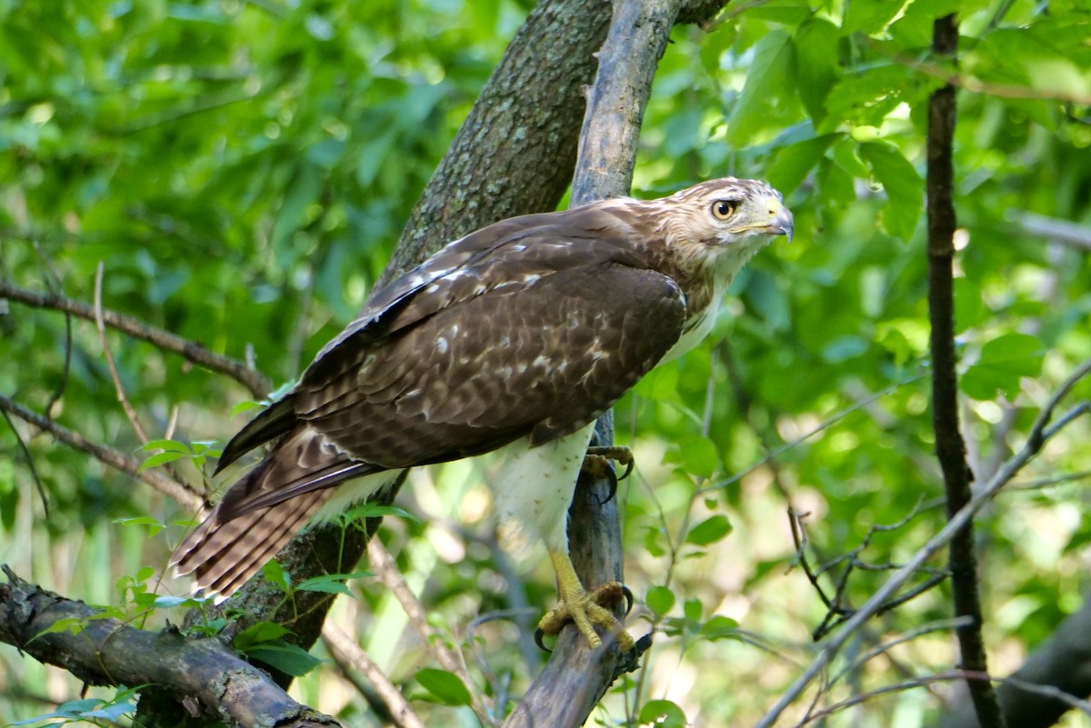 Buse à queue rousse - ML641675418