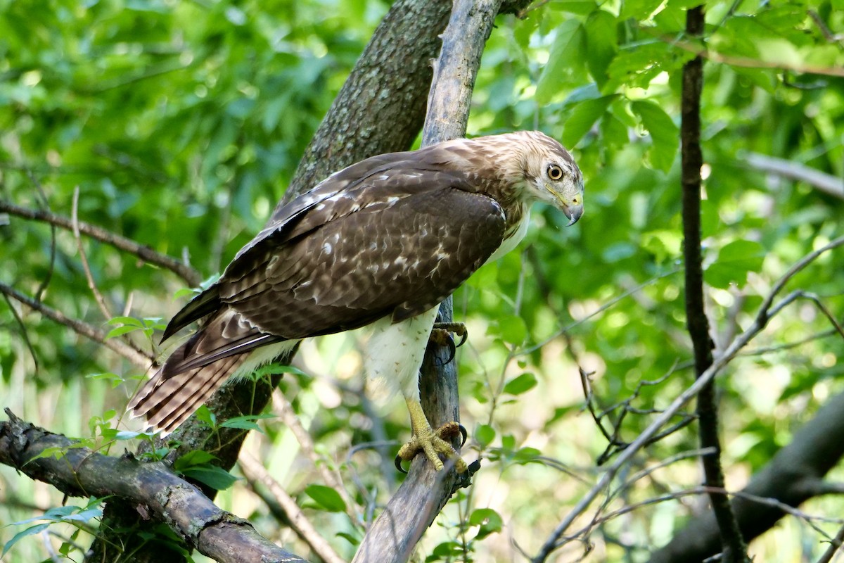 Buse à queue rousse - ML641675419