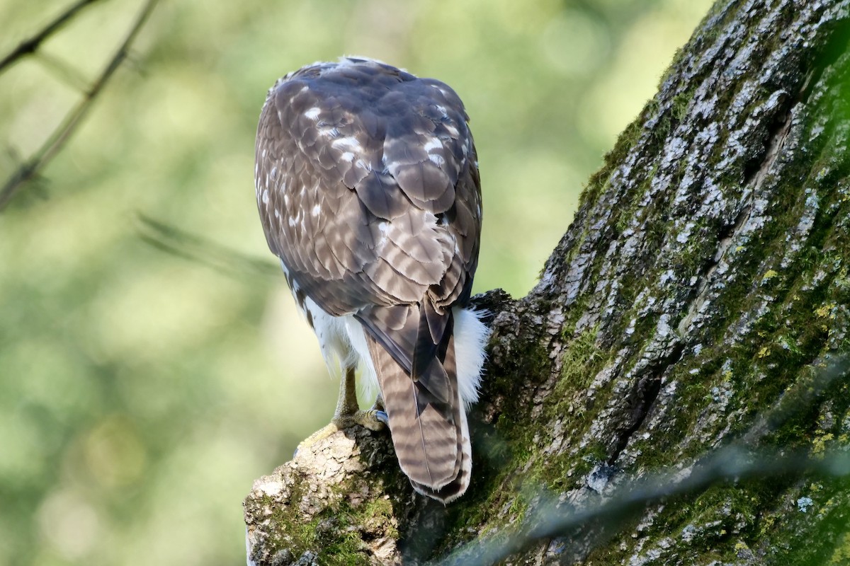 Buse à queue rousse - ML641675421