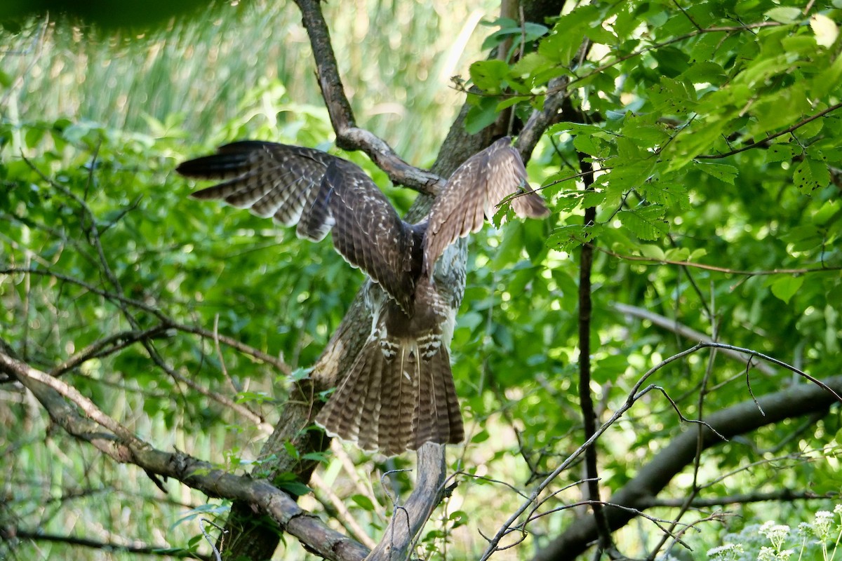 Buse à queue rousse - ML641675422