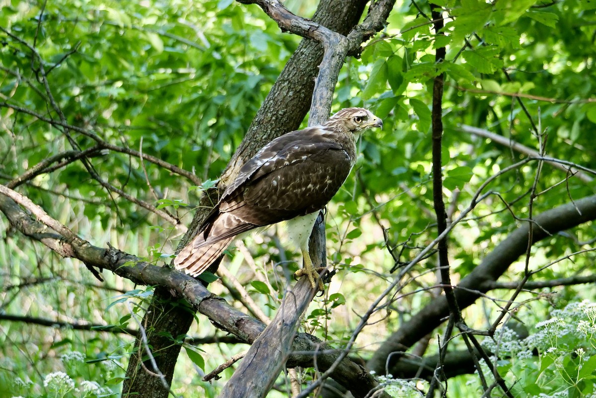 Buse à queue rousse - ML641675423