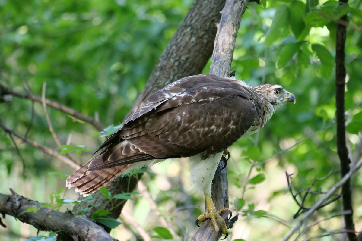 Buse à queue rousse - ML641675424