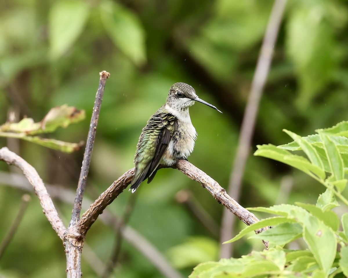 Ruby-throated Hummingbird - ML641675431