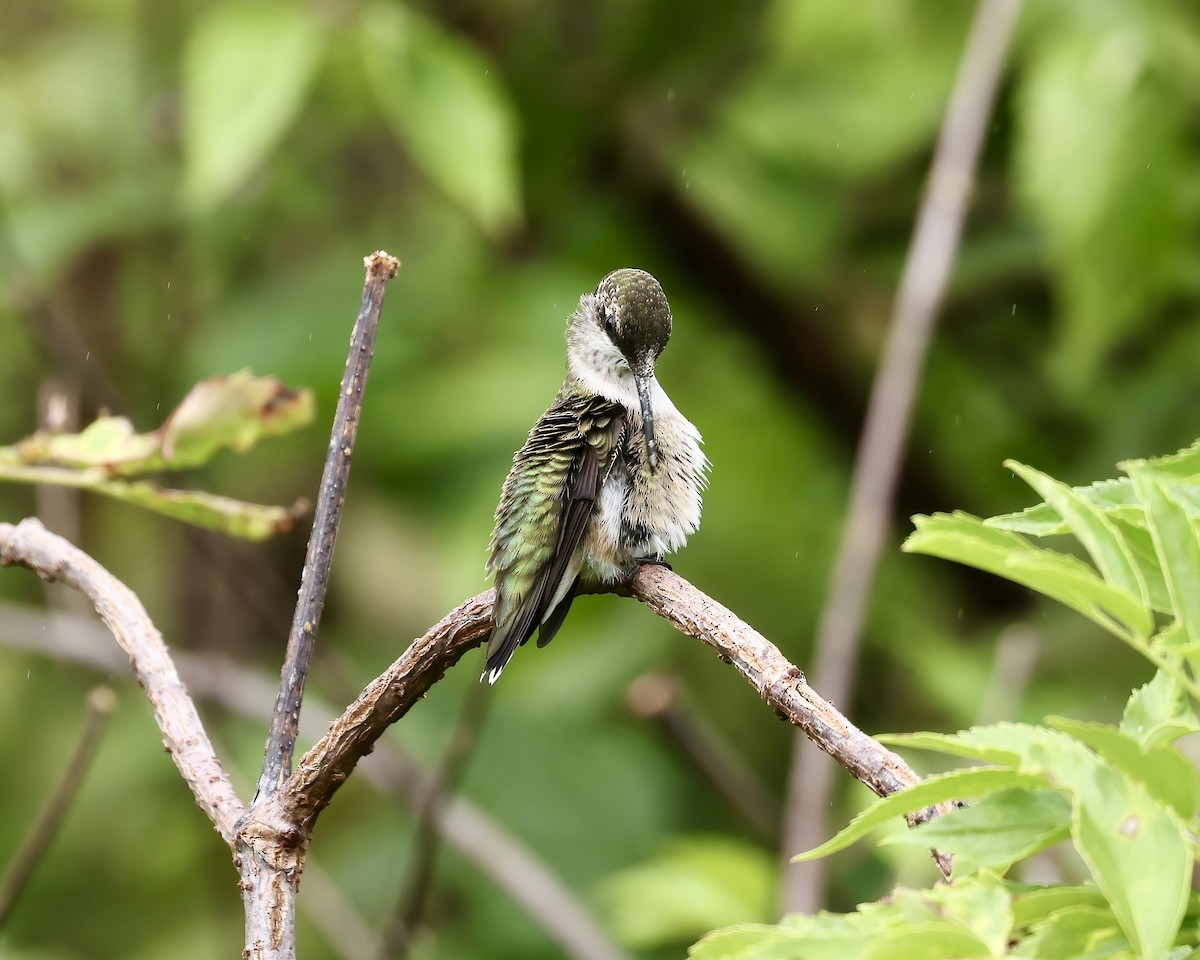 Ruby-throated Hummingbird - ML641675432