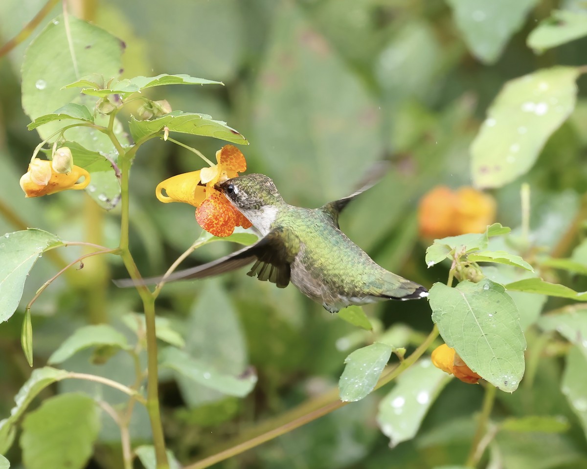 Ruby-throated Hummingbird - ML641675433