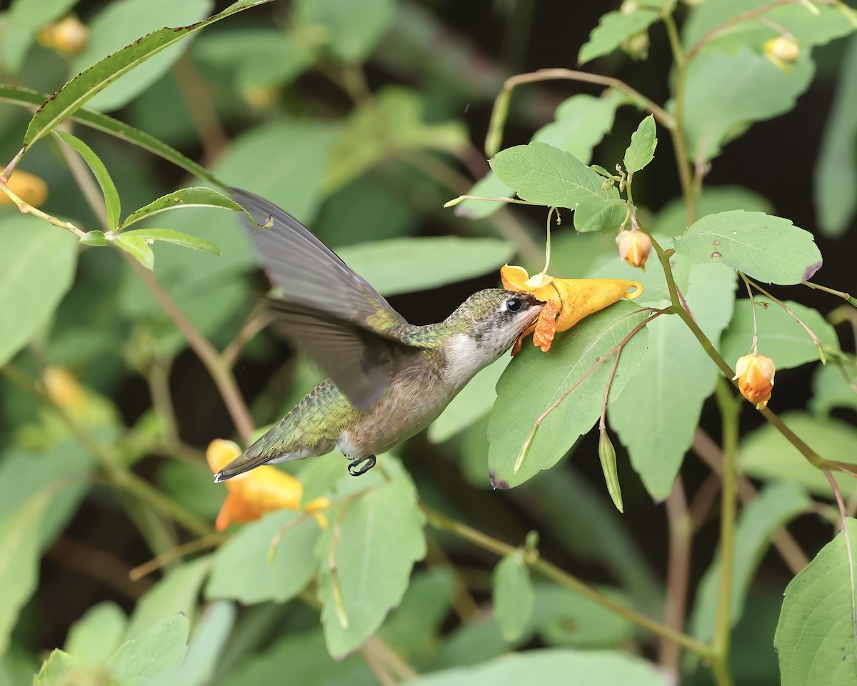 Ruby-throated Hummingbird - ML641675435