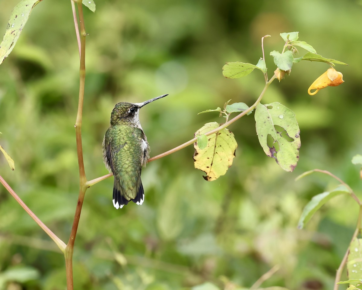 Ruby-throated Hummingbird - ML641675437