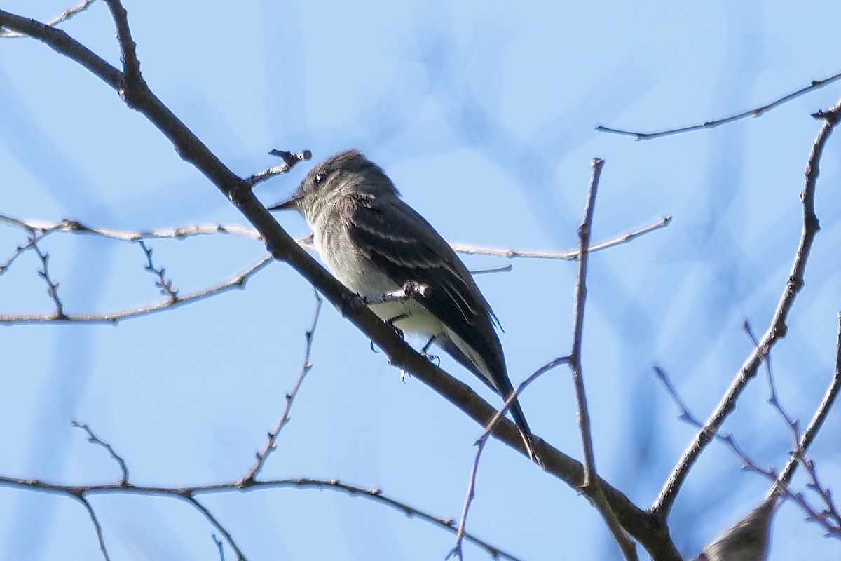 Pioui de l'Est - ML641675438