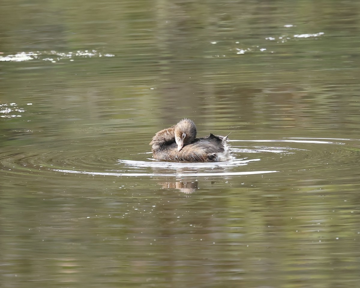 Pied-billed Grebe - ML641675460