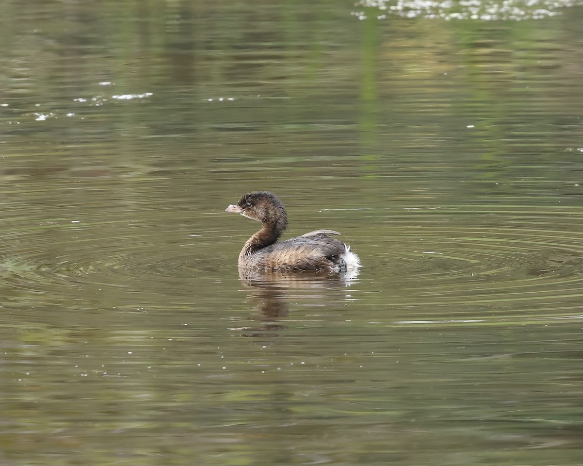 Pied-billed Grebe - ML641675461