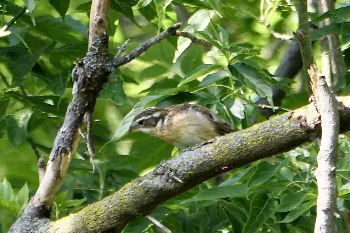 Cardinal à poitrine rose - ML641675462