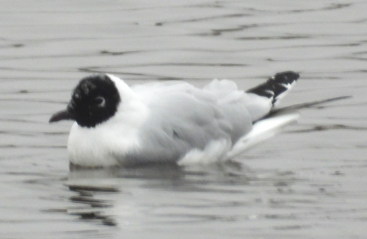 Andean Gull - ML641675480