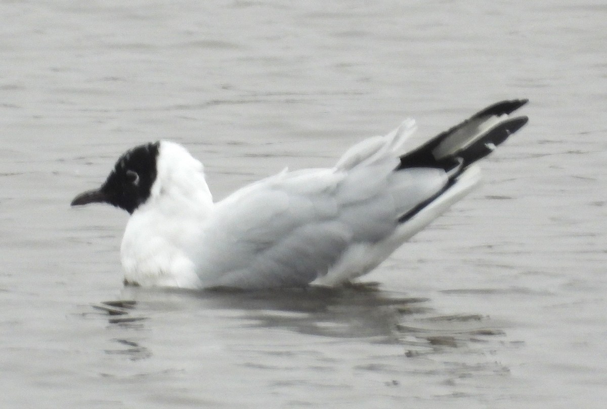 Andean Gull - ML641675481