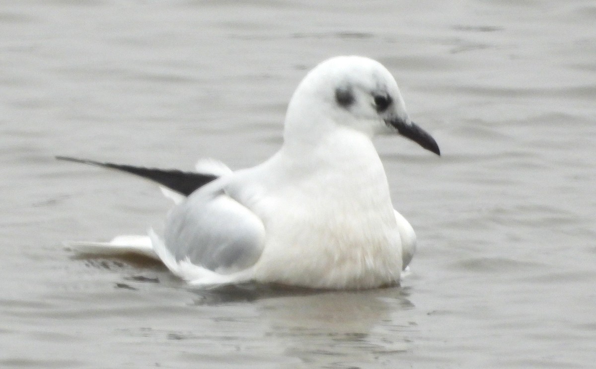 Andean Gull - ML641675482