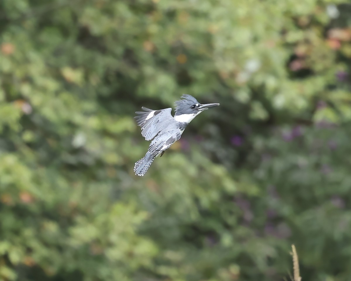 Belted Kingfisher - ML641675485