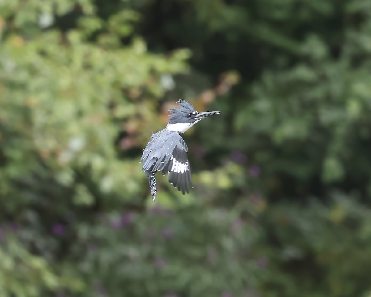 Belted Kingfisher - ML641675486