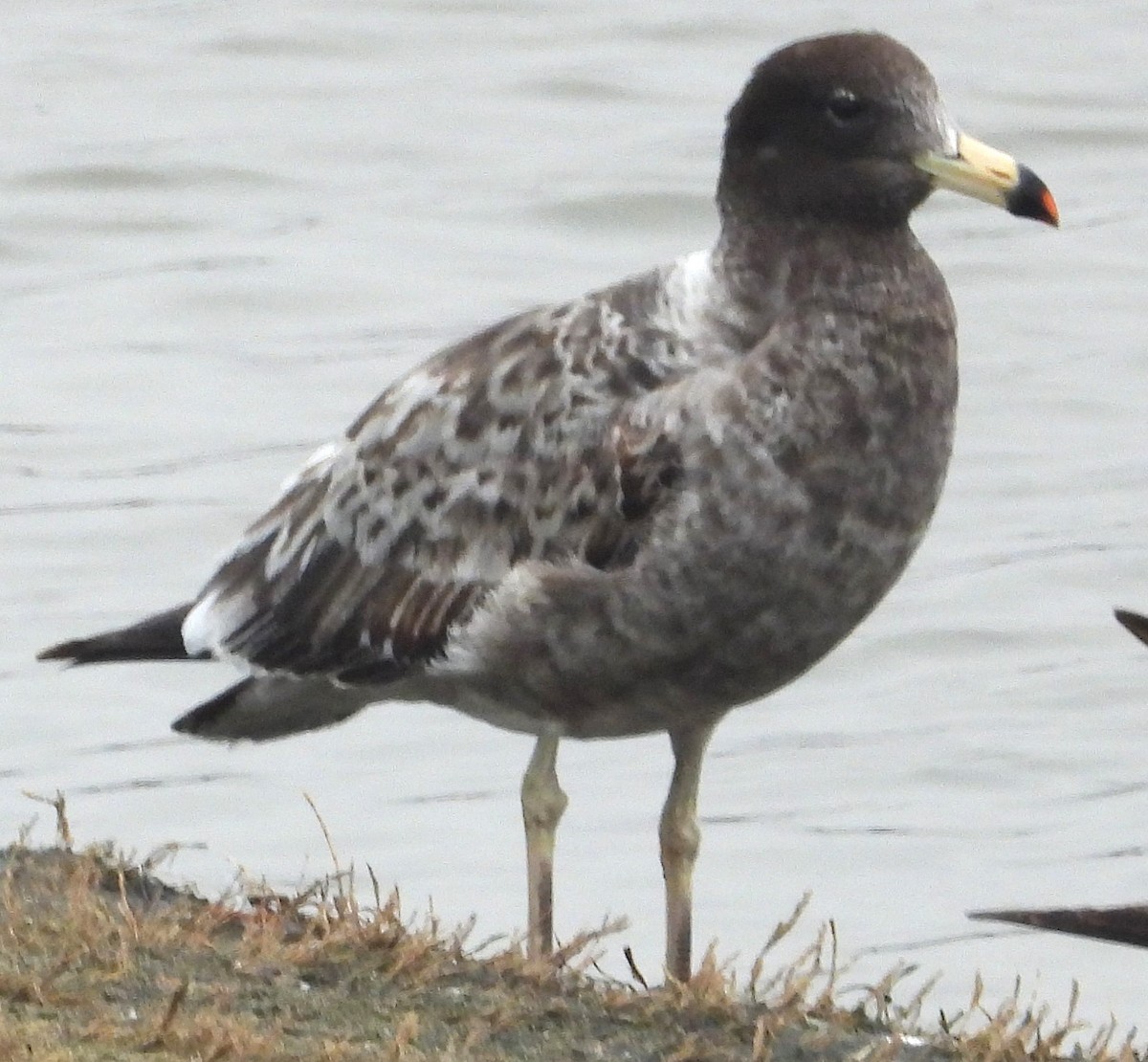 Belcher's Gull - ML641675497