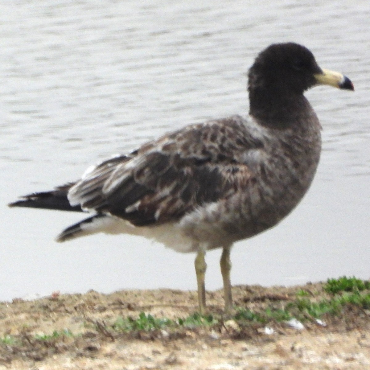 Belcher's Gull - ML641675498
