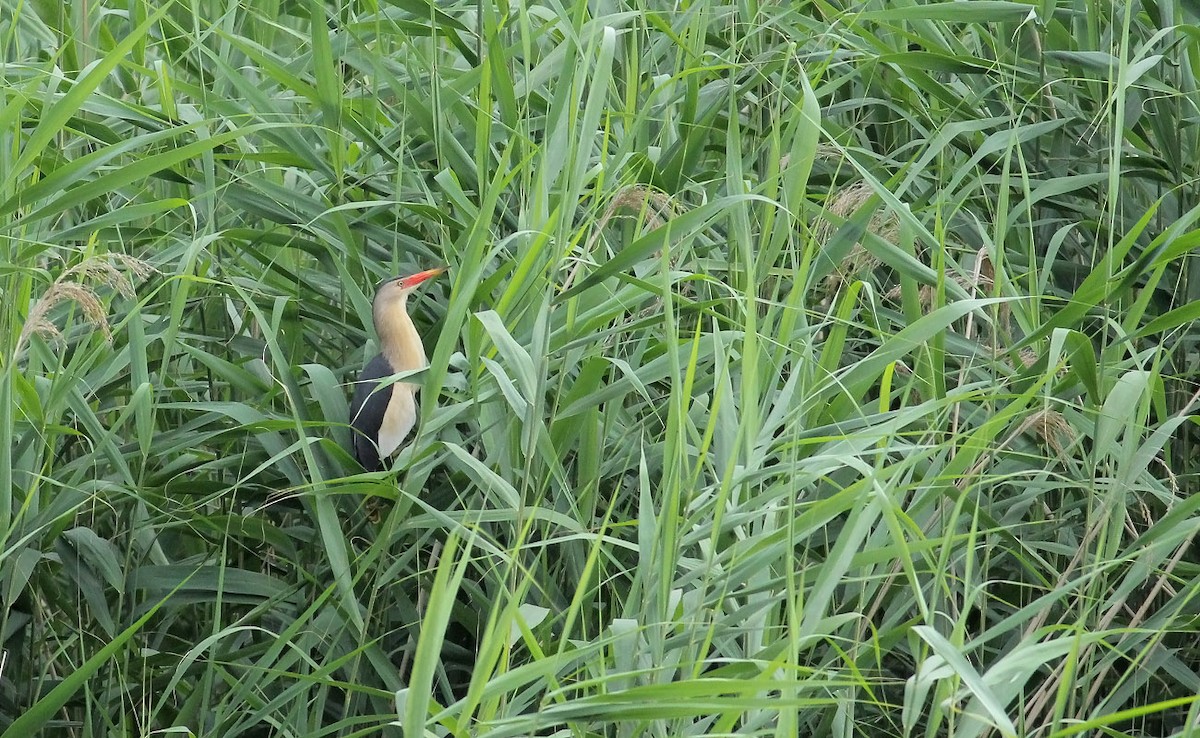 Little Bittern (Little) - Adrien Mauss