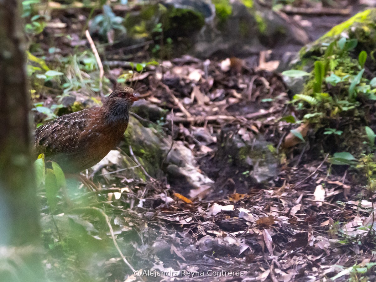 křepel vousatý - ML641675537