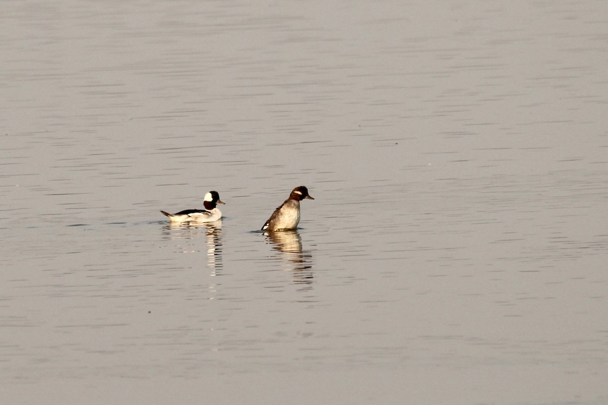 Bufflehead - ML641675551