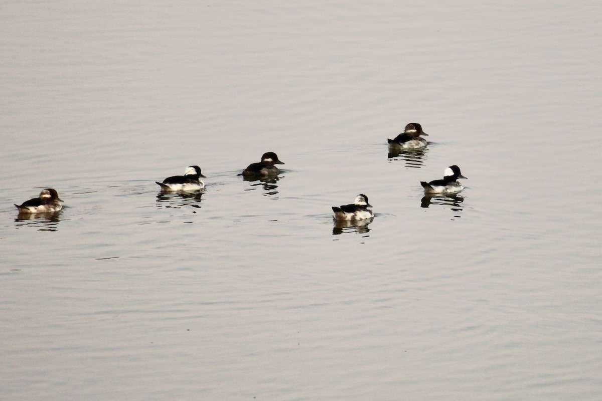 Bufflehead - ML641675552
