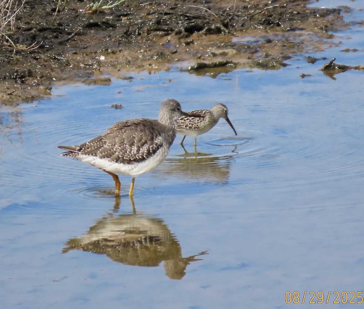 Stilt Sandpiper - ML641675589