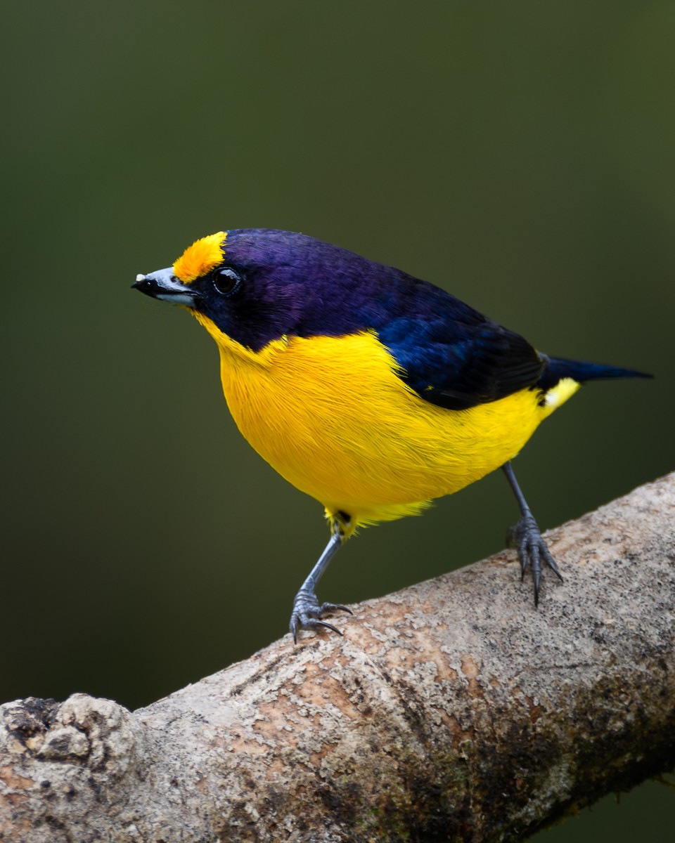 Violaceous Euphonia - ML641675623
