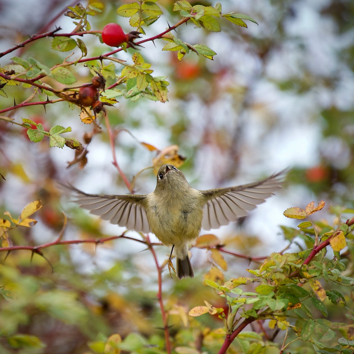 Ruby-crowned Kinglet - ML641675624