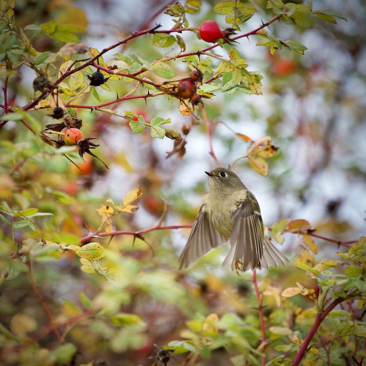 Ruby-crowned Kinglet - ML641675625