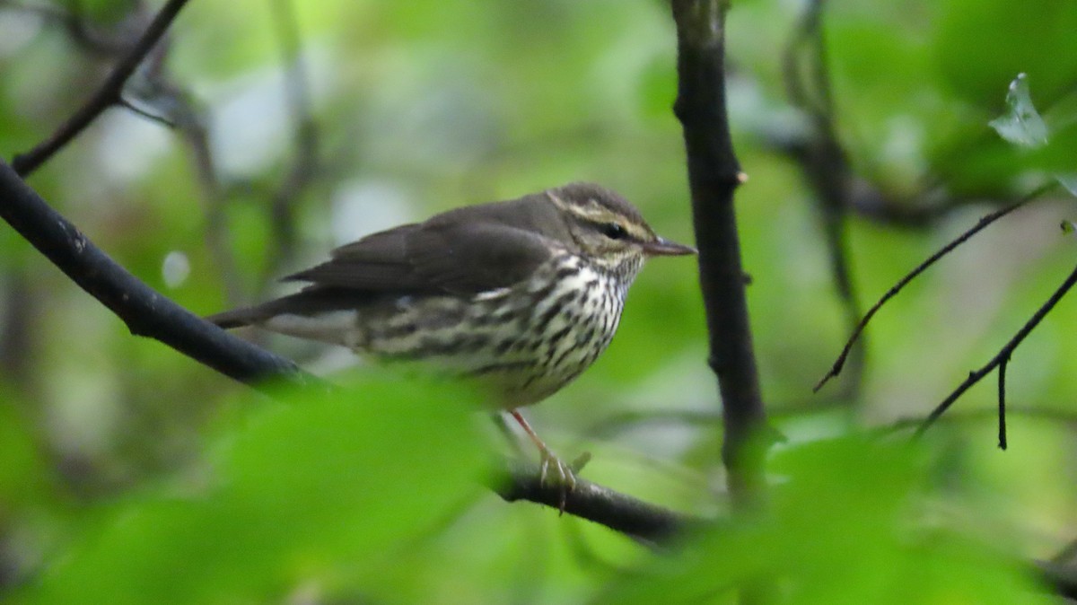 Northern Waterthrush - ML641675628