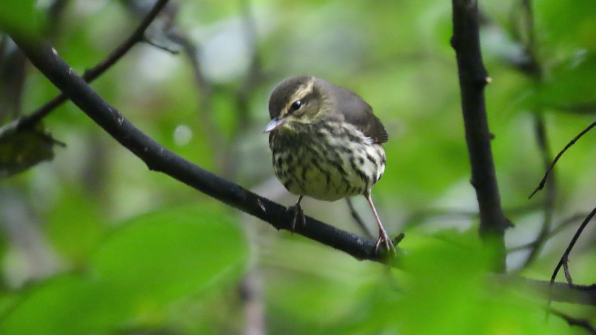 Northern Waterthrush - ML641675629